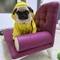Pug, Köpek  Linda fotoğrafı