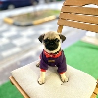 Pug, Köpek  Linda fotoğrafı