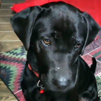 Labrador Retriever, Köpek  GÜNEŞ fotoğrafı