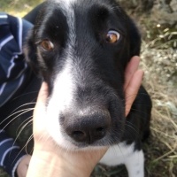 Jack Russell Terrier, Köpek  matilda fotoğrafı
