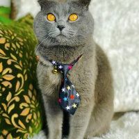 Scottish Fold, Kedi  Zeytin fotoğrafı