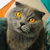 Scottish Fold, Kedi  Zeytin fotoğrafı