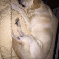 Golden Retriever, Köpek  Alex fotoğrafı