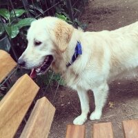 Golden Retriever, Köpek  Alex fotoğrafı