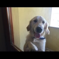 Golden Retriever, Köpek  Alex fotoğrafı