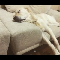 Golden Retriever, Köpek  Alex fotoğrafı