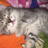 Tekir Kedi, Kedi  Leo fotoğrafı