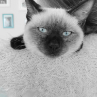 Siyam Kedisi, Kedi  Marcel fotoğrafı