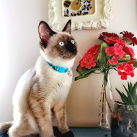 Siyam Kedisi, Kedi  Marcel fotoğrafı