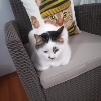 Laperm, Kedi  Ayyaş Diego fotoğrafı
