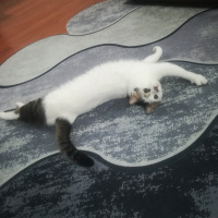 Laperm, Kedi  Ayyaş Diego fotoğrafı