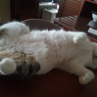 Laperm, Kedi  Ayyaş Diego fotoğrafı