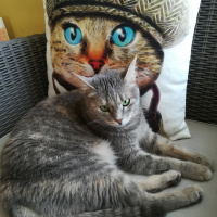 Tekir Kedi, Kedi  Frida Pelinsu fotoğrafı