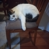 Tekir Kedi, Kedi  Frida Pelinsu fotoğrafı