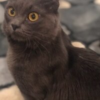 Nebelung, Kedi  NEGRO fotoğrafı