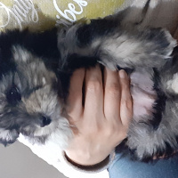 Maltese, Köpek  Pepper fotoğrafı