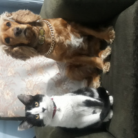İngiliz Cocker Spaniel, Köpek  Tali fotoğrafı