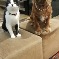 İngiliz Cocker Spaniel, Köpek  Tali fotoğrafı