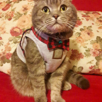 Scottish Fold, Kedi  PONCİK fotoğrafı