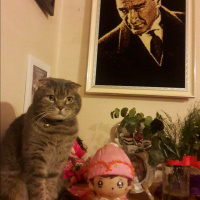 Scottish Fold, Kedi  PONCİK fotoğrafı