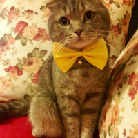 Scottish Fold, Kedi  PONCİK fotoğrafı