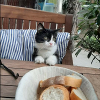 Scottish Fold, Kedi  PONCİK fotoğrafı
