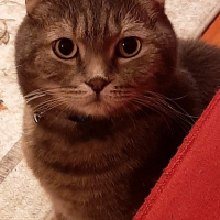 Scottish Fold, Kedi  PONCİK fotoğrafı