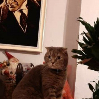 Scottish Fold, Kedi  PONCİK fotoğrafı