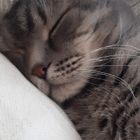 Scottish Fold, Kedi  PONCİK fotoğrafı
