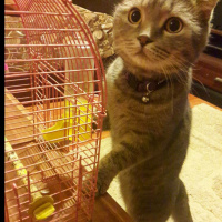 Scottish Fold, Kedi  PONCİK fotoğrafı