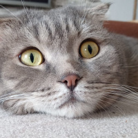Scottish Fold, Kedi  PONCİK fotoğrafı