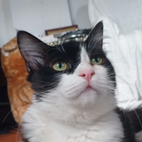 Scottish Fold, Kedi  PONCİK fotoğrafı