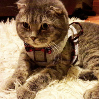 Scottish Fold, Kedi  PONCİK fotoğrafı
