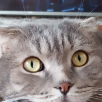 Scottish Fold, Kedi  PONCİK fotoğrafı