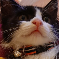 Scottish Fold, Kedi  PONCİK fotoğrafı