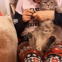Scottish Fold, Kedi  PONCİK fotoğrafı