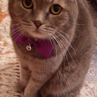 Scottish Fold, Kedi  PONCİK fotoğrafı