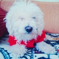 Maltese, Köpek  Pupy fotoğrafı