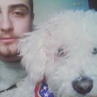 Maltese, Köpek  Pupy fotoğrafı
