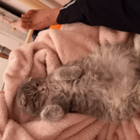 Scottish Fold, Kedi  Gölge fotoğrafı