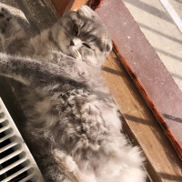 Scottish Fold, Kedi  Gölge fotoğrafı