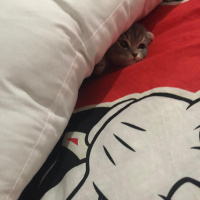 Scottish Fold, Kedi  Gölge fotoğrafı