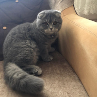 Scottish Fold, Kedi  Gölge fotoğrafı