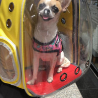 Chihuahua, Köpek  nico fotoğrafı