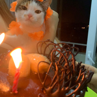 Sarman, Kedi  Bal fotoğrafı