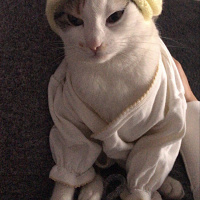 Sarman, Kedi  Bal fotoğrafı