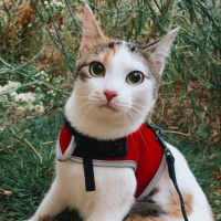 Sarman, Kedi  Bal fotoğrafı