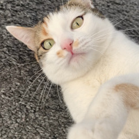 Sarman, Kedi  Bal fotoğrafı