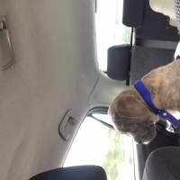 Cane Corso Italiano, Köpek  Kıtmir fotoğrafı