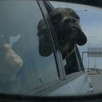Cane Corso Italiano, Köpek  Kıtmir fotoğrafı